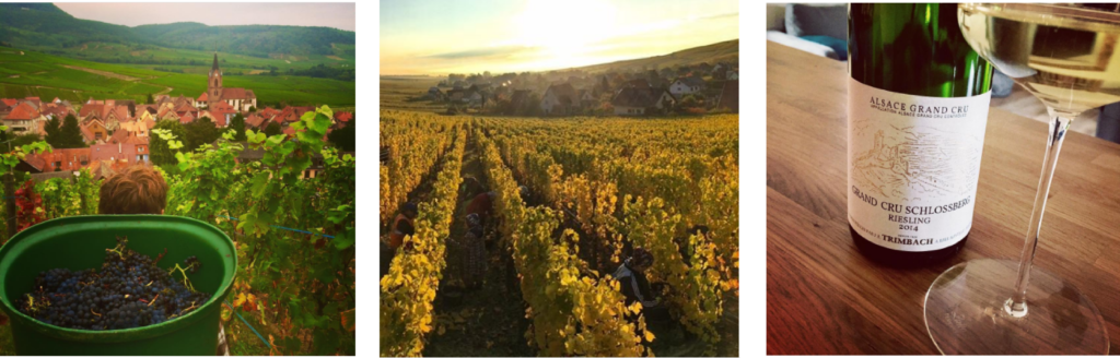 Domaine trimbach les vignes