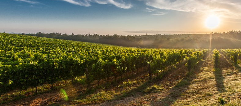 vigne chablis menacée